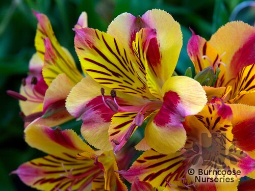 ALSTROEMERIA 'Princess Diana'  