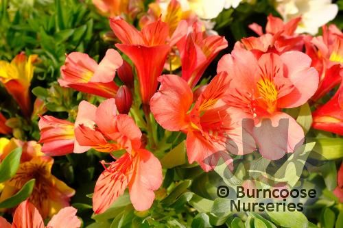 ALSTROEMERIA 'Princess Eliane Orange'  