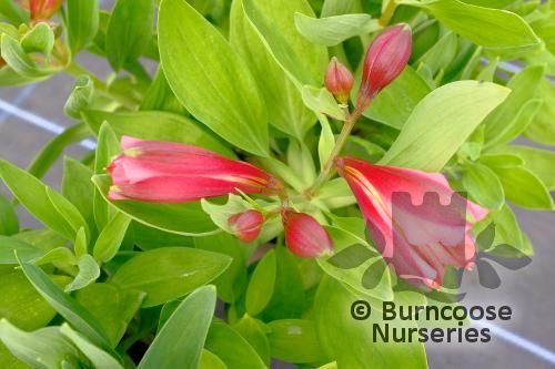 ALSTROEMERIA 'Princess Eliane Orange'  