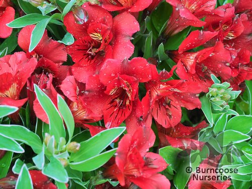 ALSTROEMERIA 'Princess Katiana'  