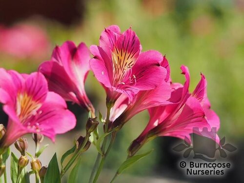 ALSTROEMERIA 'Princess Louise'  