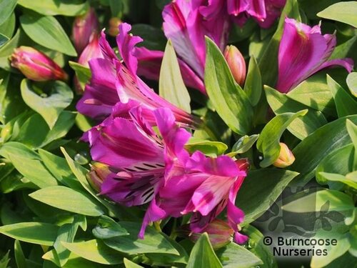 ALSTROEMERIA 'Princess Mulan'  