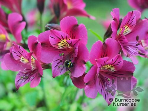 ALSTROEMERIA 'Princess Tamara'  
