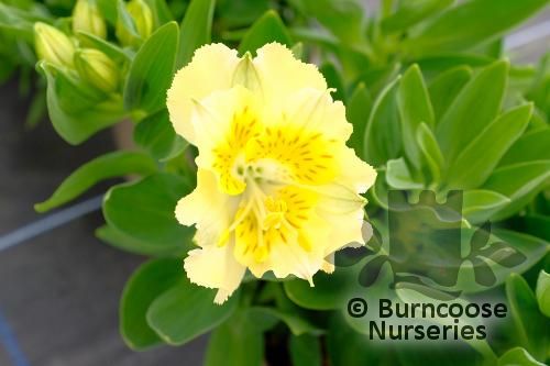 ALSTROEMERIA 'Princess Yentl'  