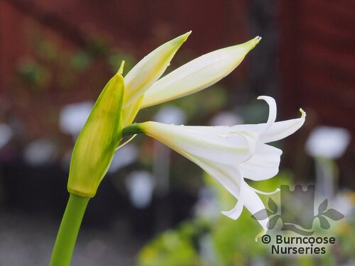 AMARYLLIS   