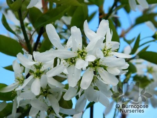 AMELANCHIER 'Ballerina'  