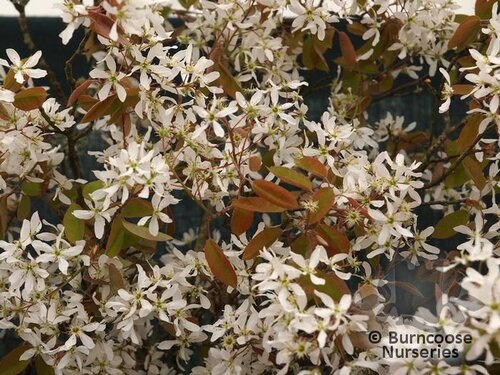 AMELANCHIER lamarckii  