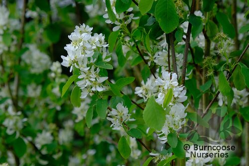 AMELANCHIER alnifolia 'Obelisk' 