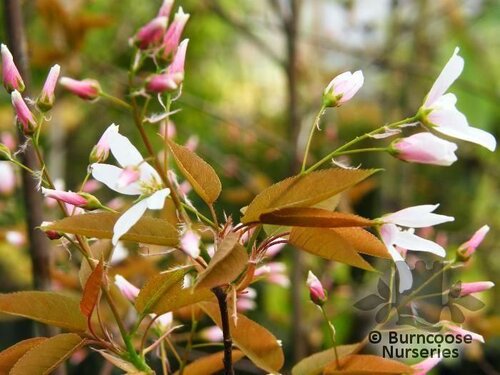 AMELANCHIER   