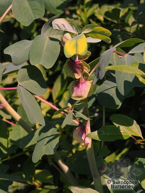 AMICIA zygomeris  