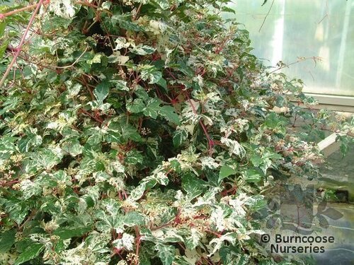 AMPELOPSIS brevipedunculata 'Elegans' 
