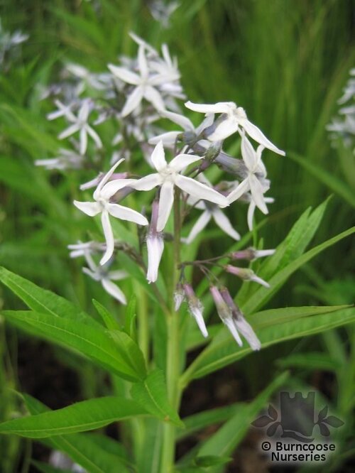 AMSONIA tabernaemontana  