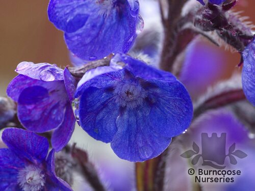 ANCHUSA azurea 'Loddon Royalist' 