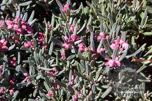 ANDROMEDA polifolia 'Blue Ice' 