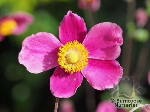 ANEMONE hupehensis 'Hadspen Abundance' 