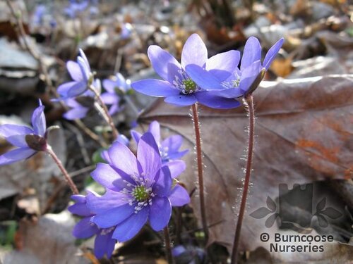 ANEMONE hepatica  