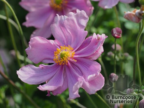 Anemone Hupehensis 'Queen Charlotte' from Burncoose Nurseries