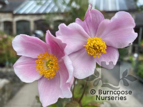 ANEMONE hupehensis 'September Charm' 