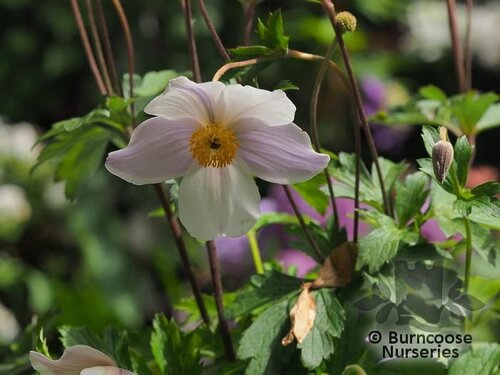 ANEMONE 'Wild Swan'  