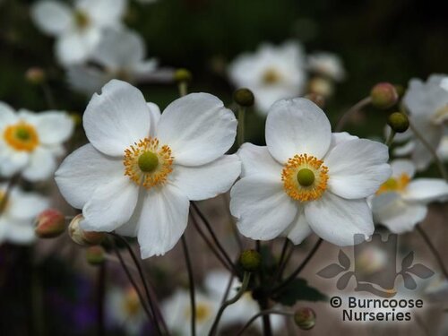 ANEMONE x hybrida 'Honorine Jobert' 