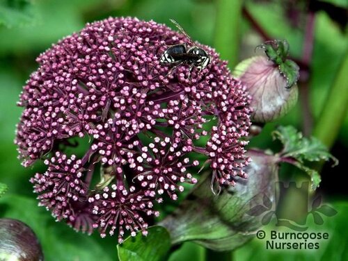ANGELICA   