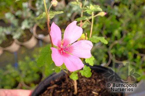 ANISODONTEA 'El Rayo'  