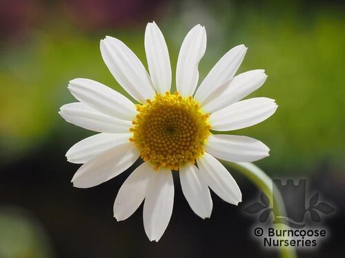 ANTHEMIS   