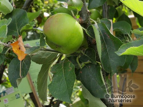 APPLE 'Bramley's Seedling'  