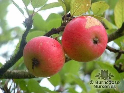 APPLE 'Discovery'  