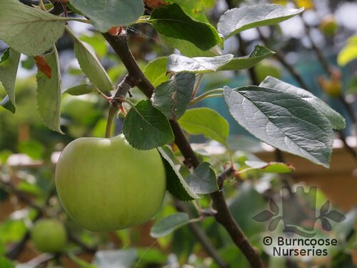 APPLE 'James Grieve'  