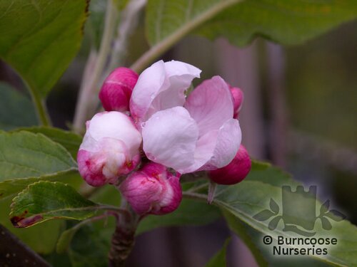 APPLE 'Laxton's Superb'  
