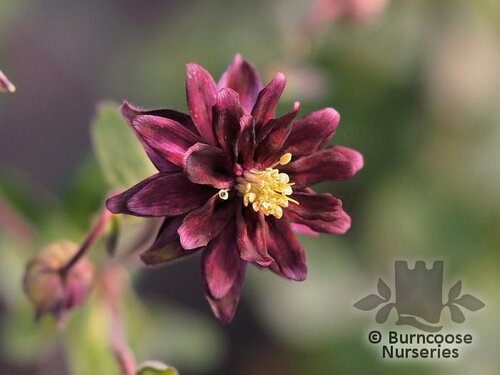 AQUILEGIA vulgaris 'Black Barlow' 