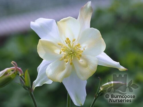 AQUILEGIA 'White Star'  