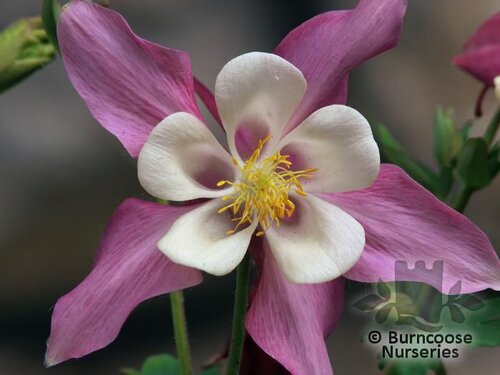 AQUILEGIA   