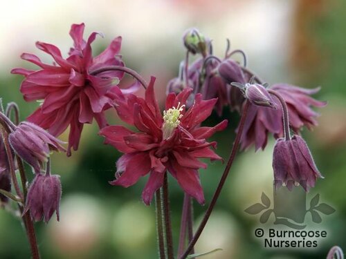 AQUILEGIA vulgaris 'Ruby Port' 