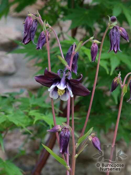 AQUILEGIA vulgaris 'William Guinness' 