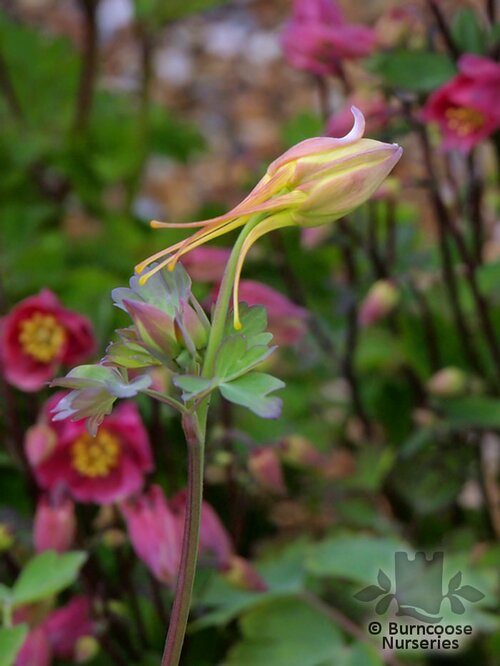 AQUILEGIA 'Yellow Star'  