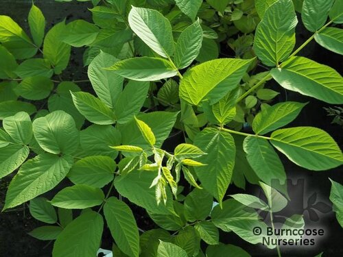 ARALIA cordata  