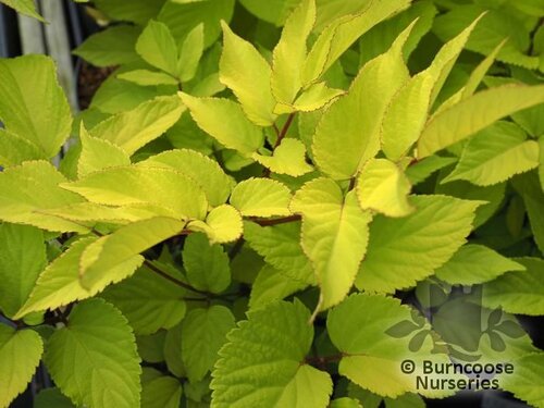 ARALIA cordata 'Sun King' 