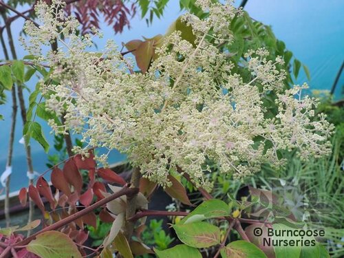 Aralia from Burncoose Nurseries