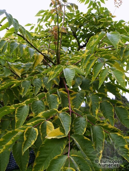 ARALIA elata 'Aureovariegata' 