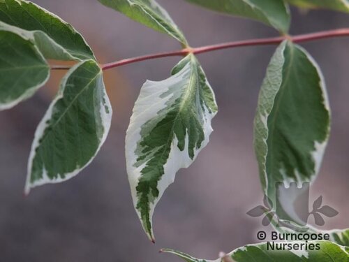 ARALIA elata 'Variegata' 