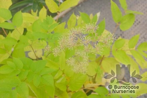 ARALIA schmidtii var. verticillata 