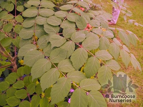 ARALIA spinosa  