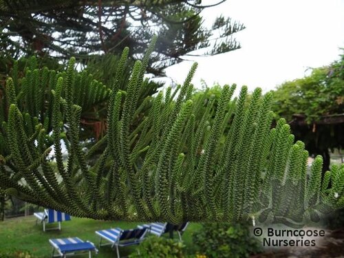 ARAUCARIA heterophylla  
