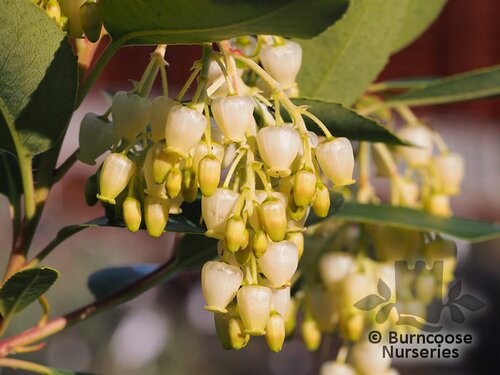ARBUTUS x andrachnoides  