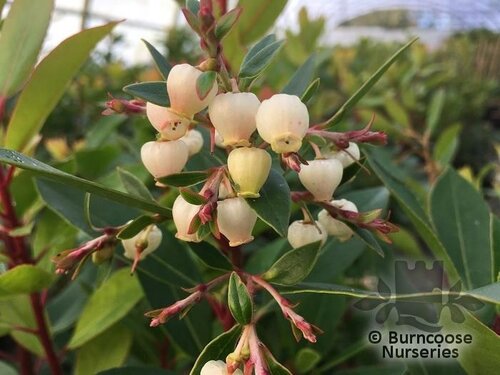 ARBUTUS andrachne  