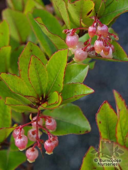 ARBUTUS unedo 'Compacta' 