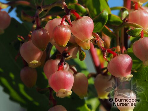 ARBUTUS unedo 'Rubra' 
