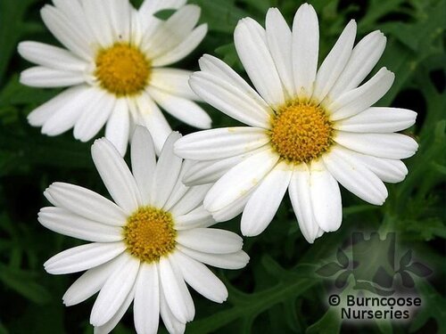 ARGYRANTHEMUM frutescens 'Polly' 